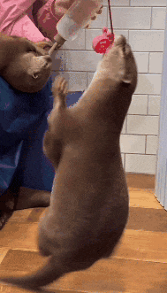 otter-cute