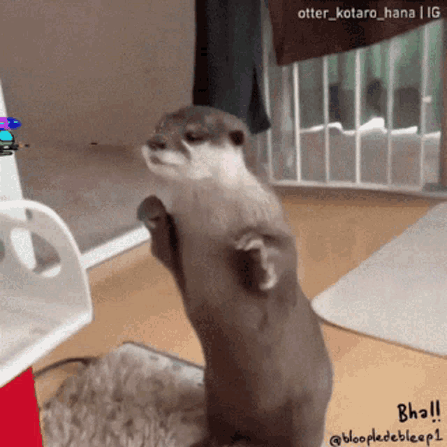 otter
