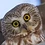 acidowl