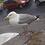 AHerringGull