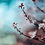 cherryblossom