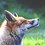 FancyFox