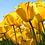 Hannan_swapan